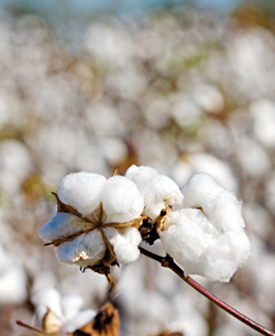 natural-cotton